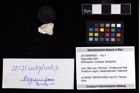 Foto (Objekt + Etikett) von Paguroidea indet.  (NHMW-GEO-2017-0089-0063)